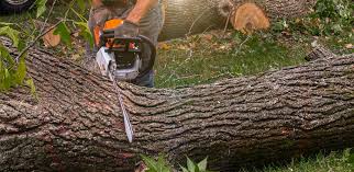 Best Tree Preservation Services  in Peabody, KS