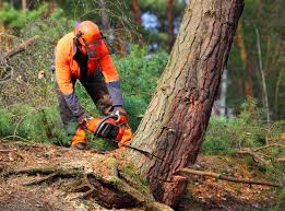 Best Tree Mulching  in Peabody, KS