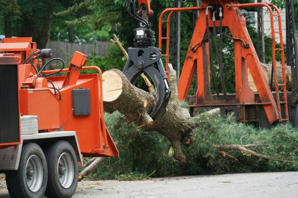 Peabody, KS Tree Services Company