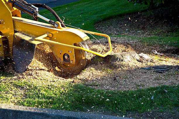 How Our Tree Care Process Works  in  Peabody, KS